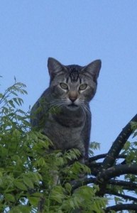 Siepie de kat, hoog in een boom