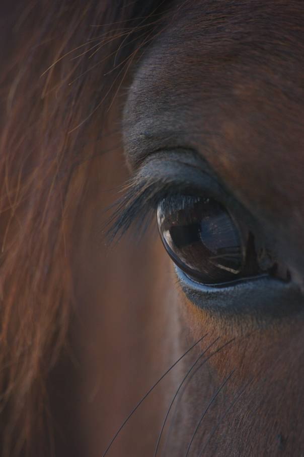 Close-up van het oog van Zorah, het paard